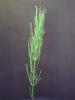 Equisetum arvense